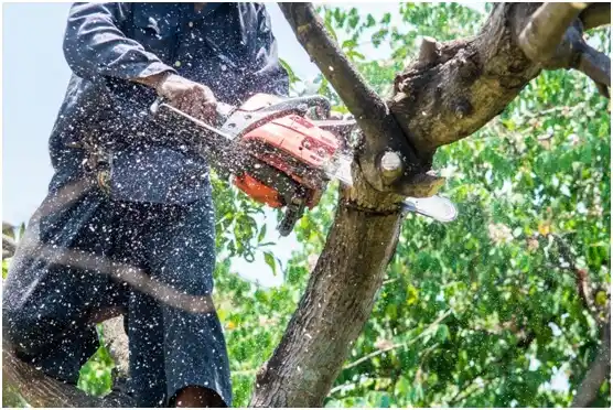 tree services Mountain View